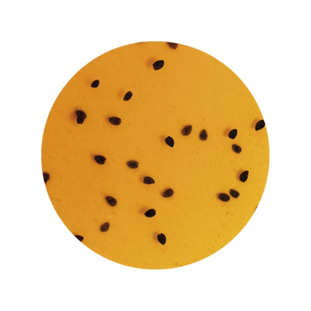 Variegato Passion Fruit Ripple Sauce