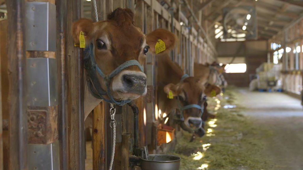 Jersey cows in a barn