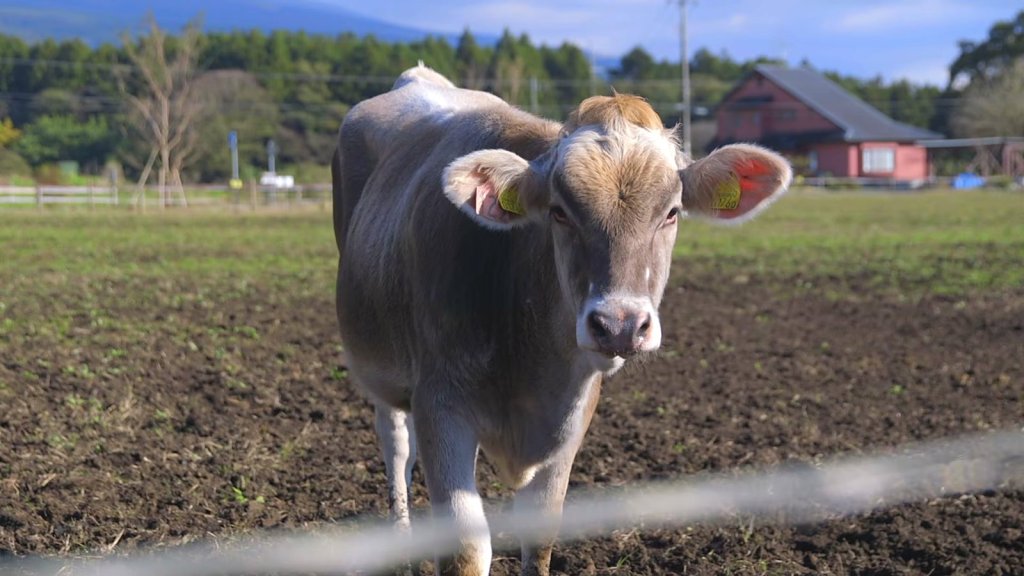 Brown Swiss cow in front of a red barn