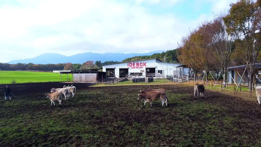 Free-roaming cows in a paddock beside the Cow Resort barn