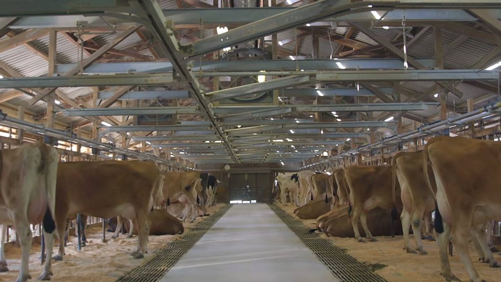 Cows resting in a free-stall barn