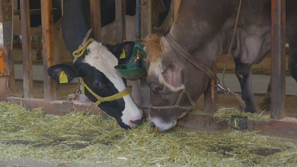 Cows eating hay at the feed barrier