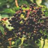 Elderberries