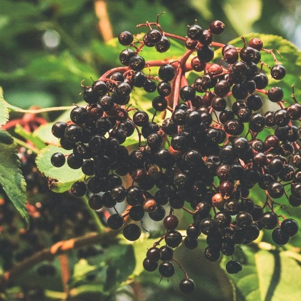 Elderberries