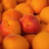 Fresh apricots Fresh apricots