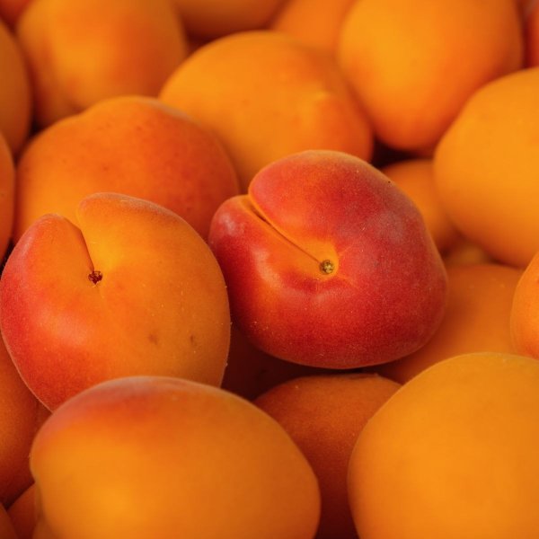 Fresh apricots Fresh apricots