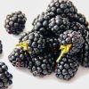 Fresh blackberries Fresh blackberries