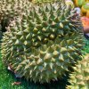 Fresh durian