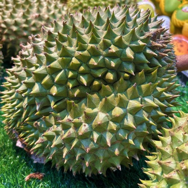 Fresh durian