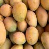 Fresh mangoes