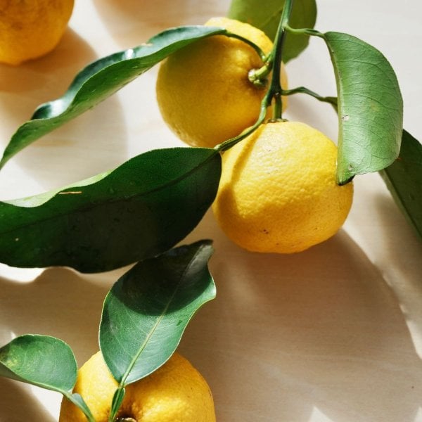 Fresh yuzu