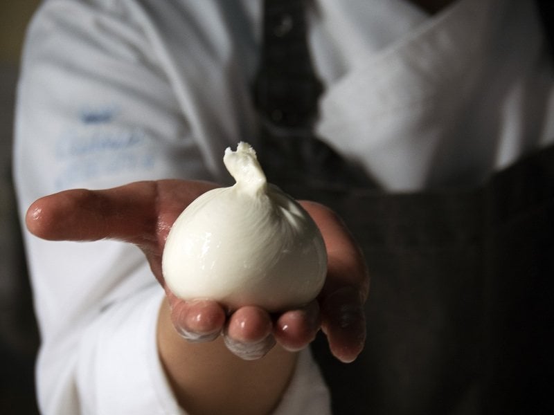 Freshly made mozzarella cheese