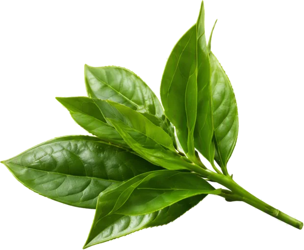 Tea leaves