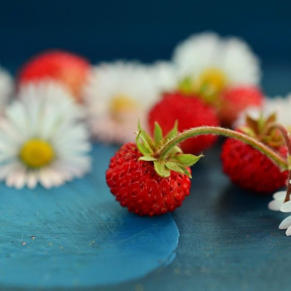Wild berries